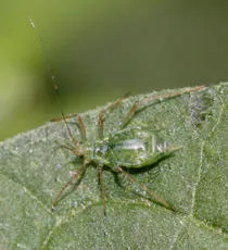 Nettle Aphid - photo 2