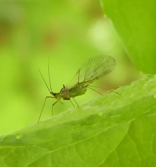 Nettle Aphid - photo 3