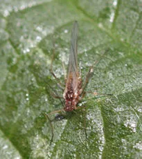 Nettle Aphid - photo 4