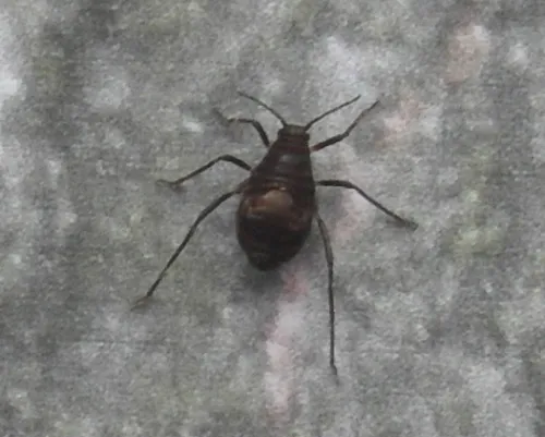 Nettle Aphid - photo 5