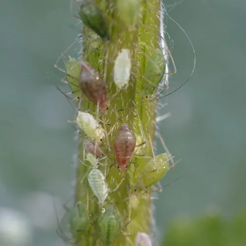 Nettle Aphid - photo 6