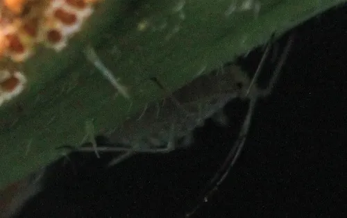 Nettle Aphid - photo 7