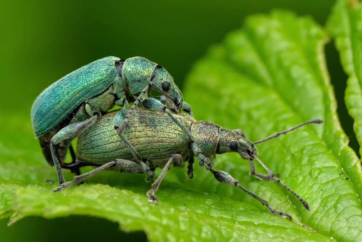 Nettle Weevil