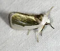Poetry Moth - Hodges#9737 - photo 2
