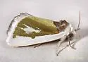 Poetry Moth - Hodges#9737 - photo 3