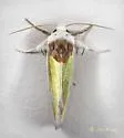 Poetry Moth - Hodges#9737 - photo 4