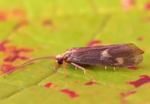 Neureclipsis bimaculata
