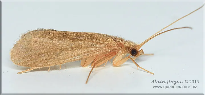 Neureclipsis crepuscularis