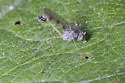 Neurigona aestiva