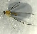 Neurigona aldrichii