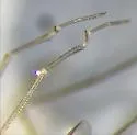 Neurigona aldrichii - photo 2