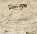 Neurigona deformis