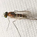 Neurigona dimidiata