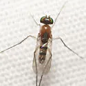 Neurigona dimidiata - photo 2