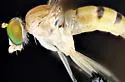 Neurigona disjuncta