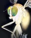 Neurigona disjuncta - photo 2