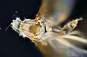 Neurigona disjuncta - photo 3