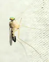 Neurigona tenuis