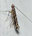 Neurobathra strigifinitella - Hodges#0663
