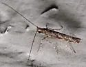 Neurobathra strigifinitella - Hodges#0663 - photo 3