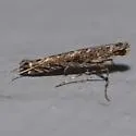 Neurobathra strigifinitella - Hodges#0663 - photo 4