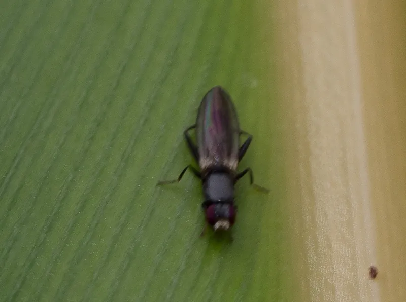 Neurochaetidae - photo 2