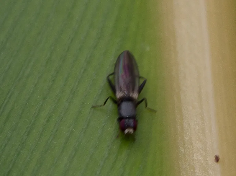 Neurochaetidae - photo 3
