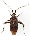 Neurocolpus arizonae - photo 3