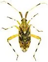 Neurocolpus arizonae - photo 4