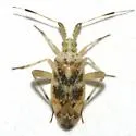 Neurocolpus longirostris - photo 3