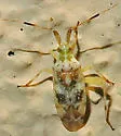 Neurocolpus longirostris - photo 4