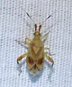 Neurocolpus montanus - photo 2