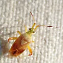 Neurocolpus montanus - photo 3