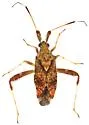 Neurocolpus montanus - photo 4
