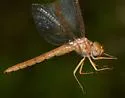 Alabama Shadowdragon - photo 2