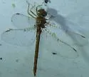 Alabama Shadowdragon - photo 5