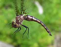 Broad-tailed Shadowdragon - photo 4
