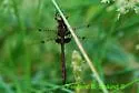 Umber Shadowdragon - photo 2