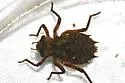 Umber Shadowdragon - photo 5