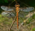 Cinnamon Shadowdragon