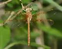 Orange Shadowdragon - photo 2