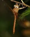 Orange Shadowdragon - photo 3