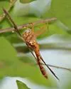Orange Shadowdragon - photo 5