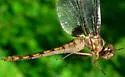 Stygian Shadowdragon - photo 2