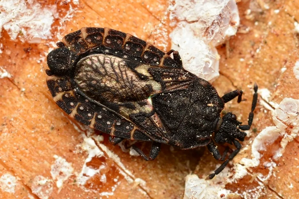 Neuroctenus castaneus - photo 3