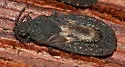 Neuroctenus elongatus