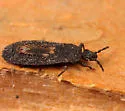 Neuroctenus elongatus - photo 2