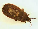 Neuroctenus elongatus - photo 4