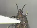 Neuroctenus elongatus - photo 5