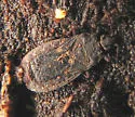 Neuroctenus hopkinsi